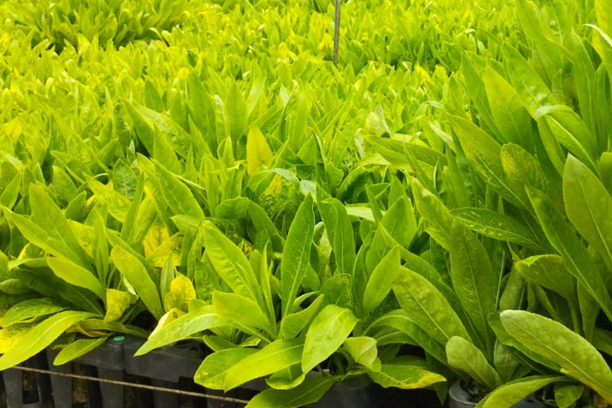 closeup of green plants