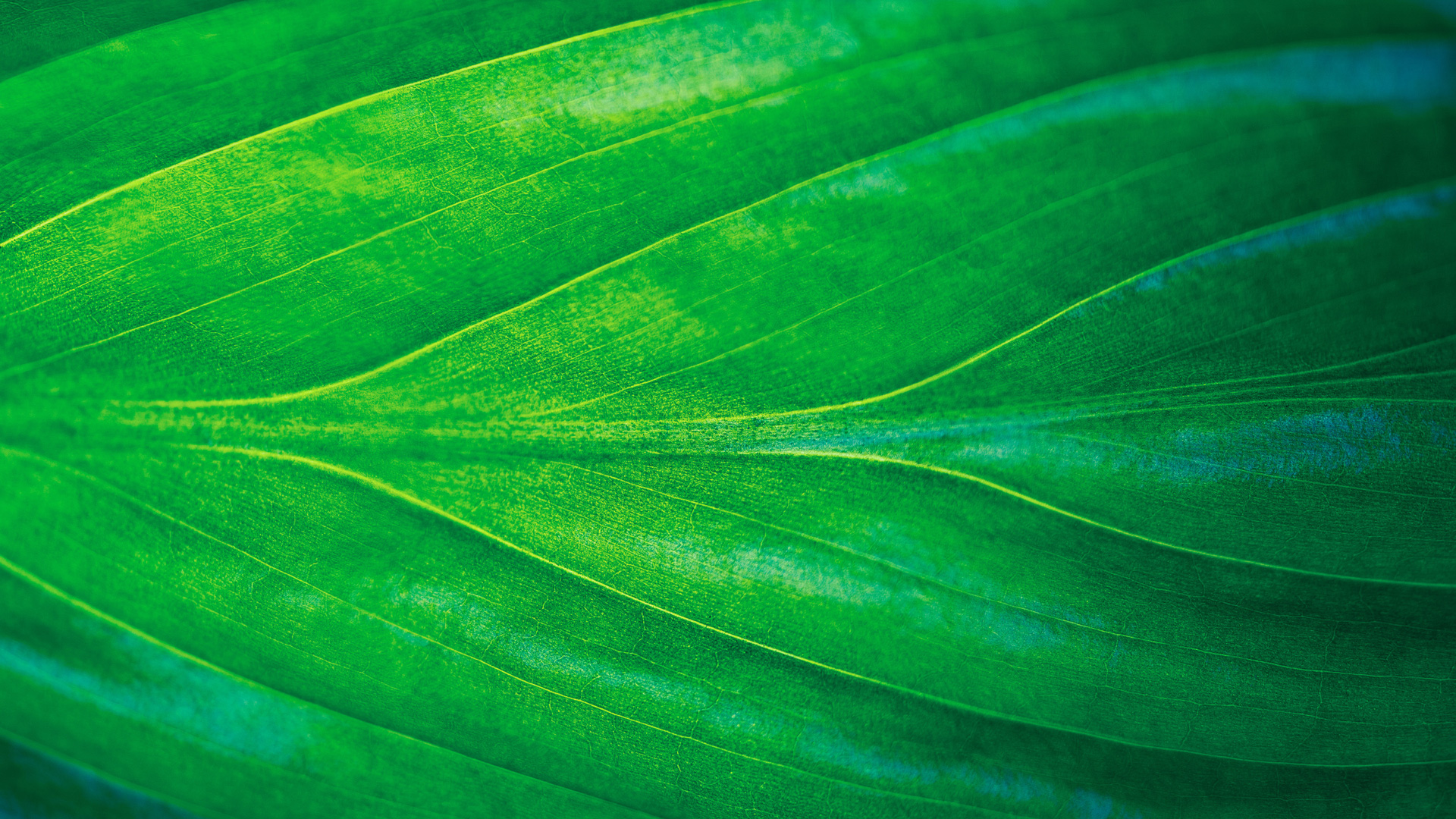 closeup of green leaf