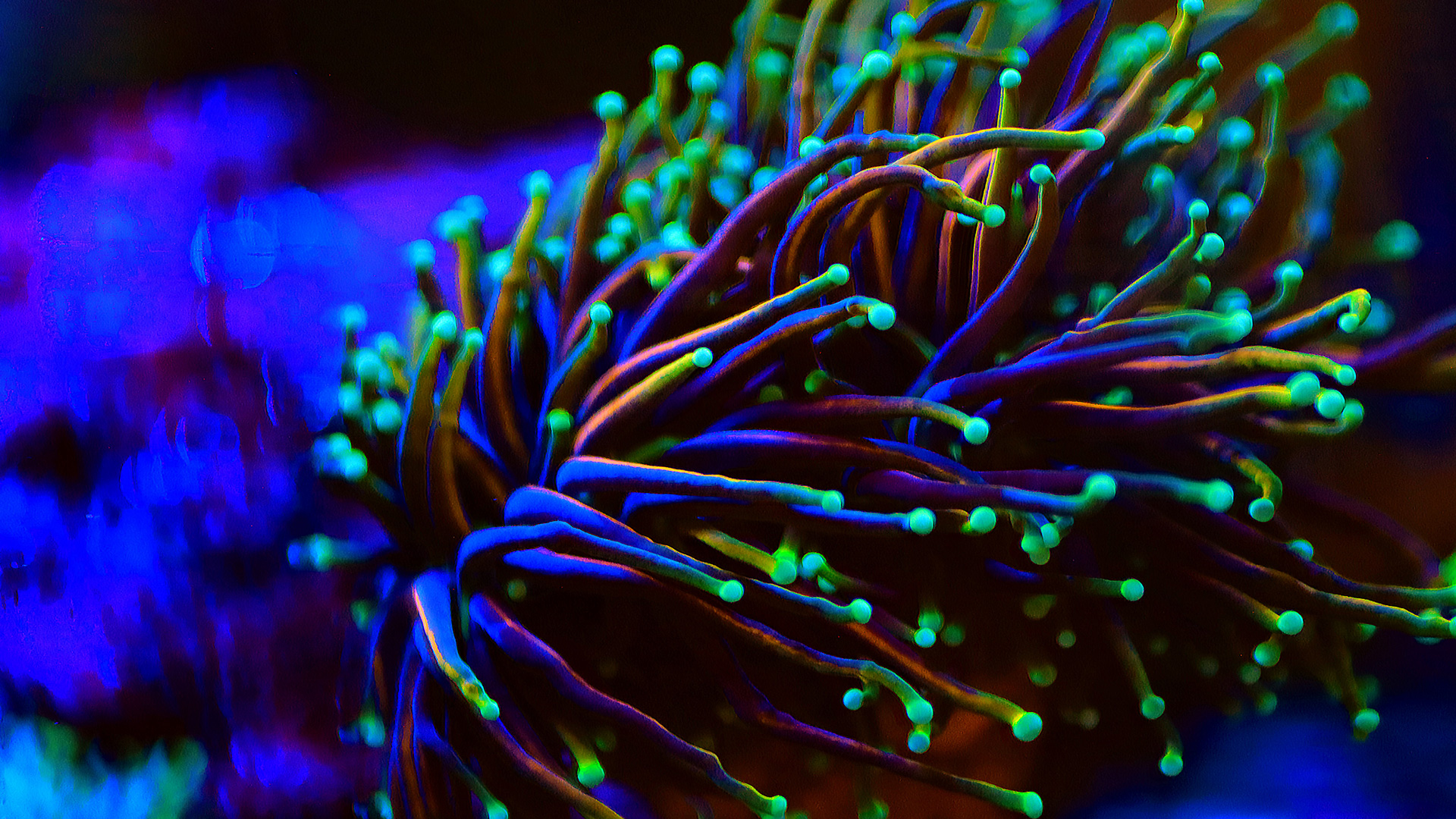 blue and green coral