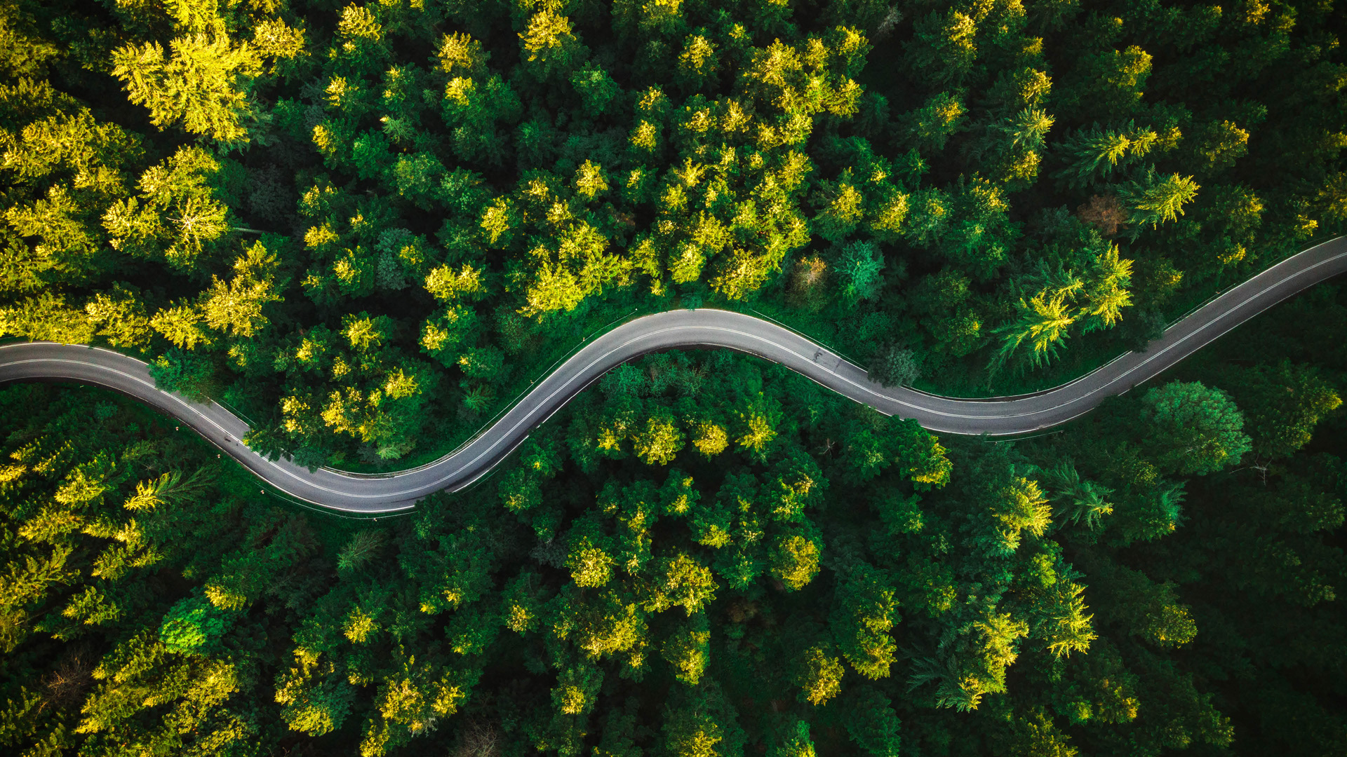 Drone view of curvy road in pine forest