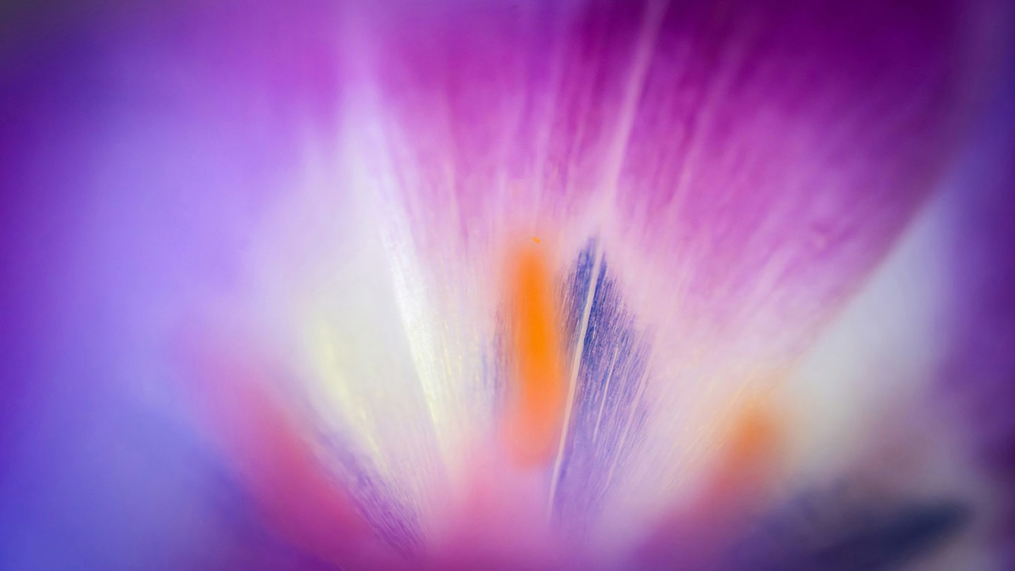 Closeup image of flower petal