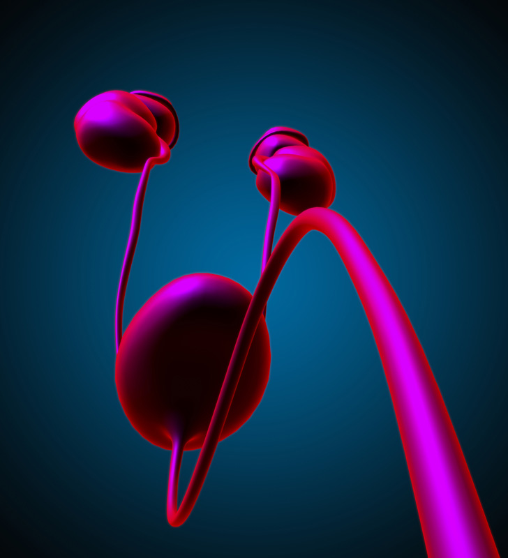 Genito-urinary – graphic of kidneys