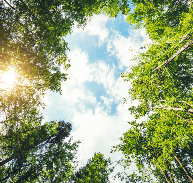 Image of cloudy sky surrounded by circle of trees
