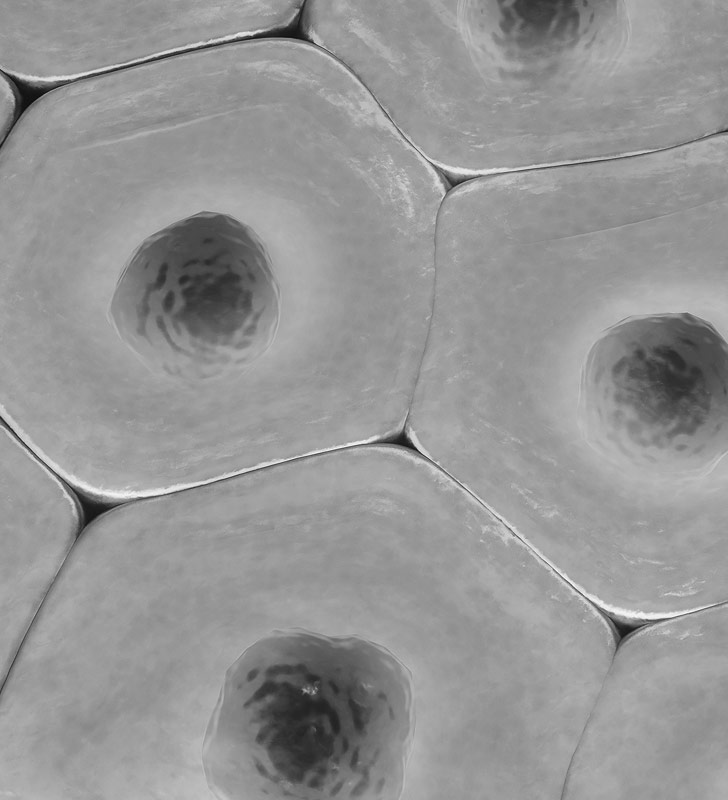 Close up of cells