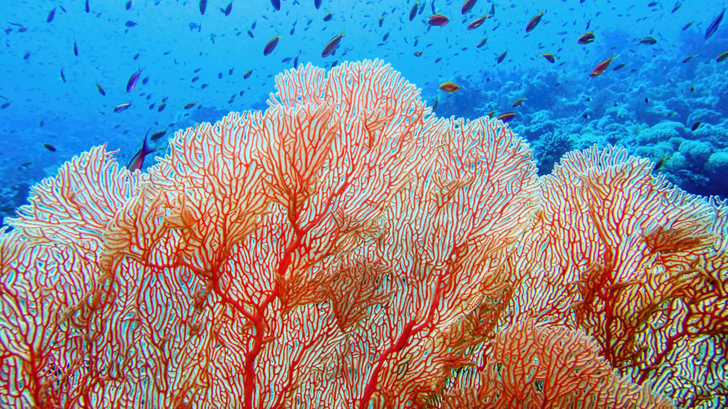 Image of bright orange coral and fish surrounding it