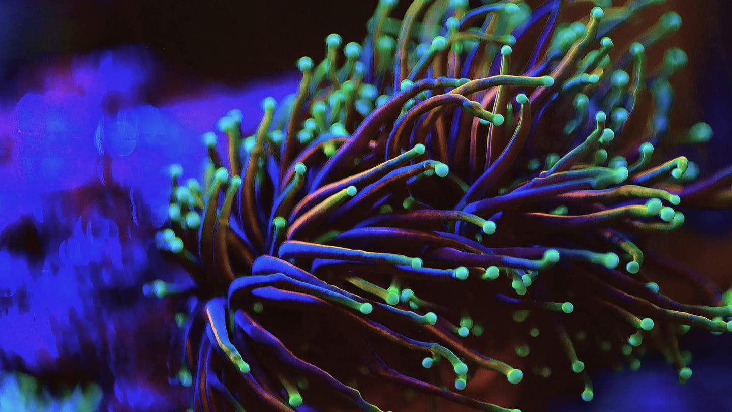 Coral image with bright colours