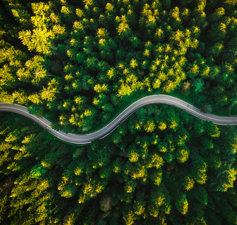 A road winding in the middle of a forest