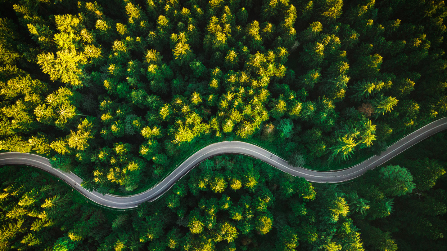 Road winding through a forest