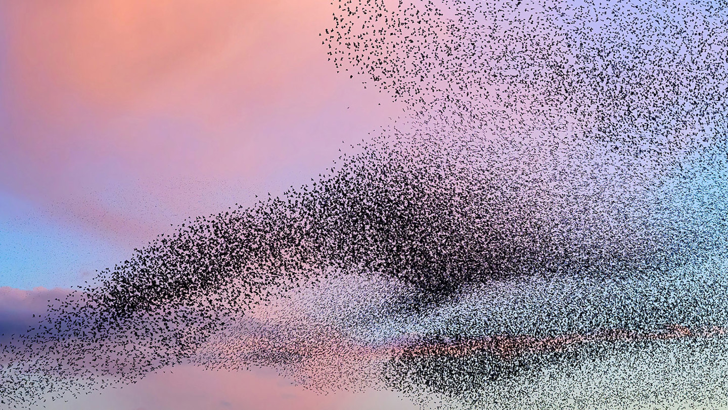 Starlings flying through a pink and blue sky