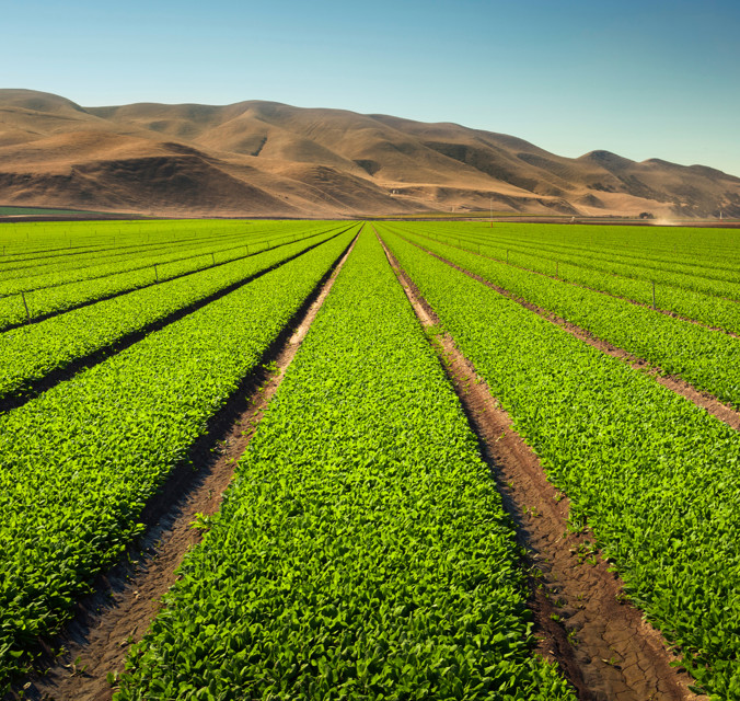 Image of farm field with plants growing