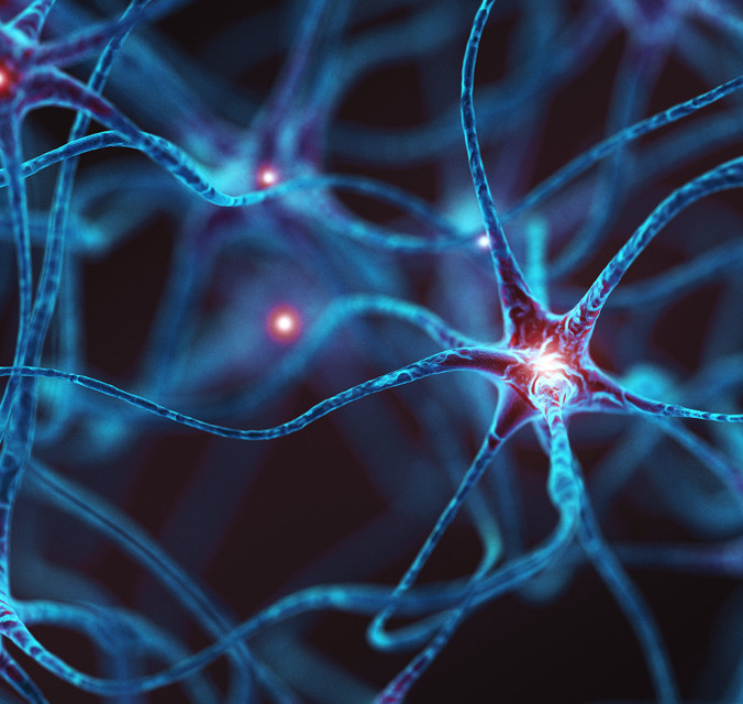 Central Nervous System Image