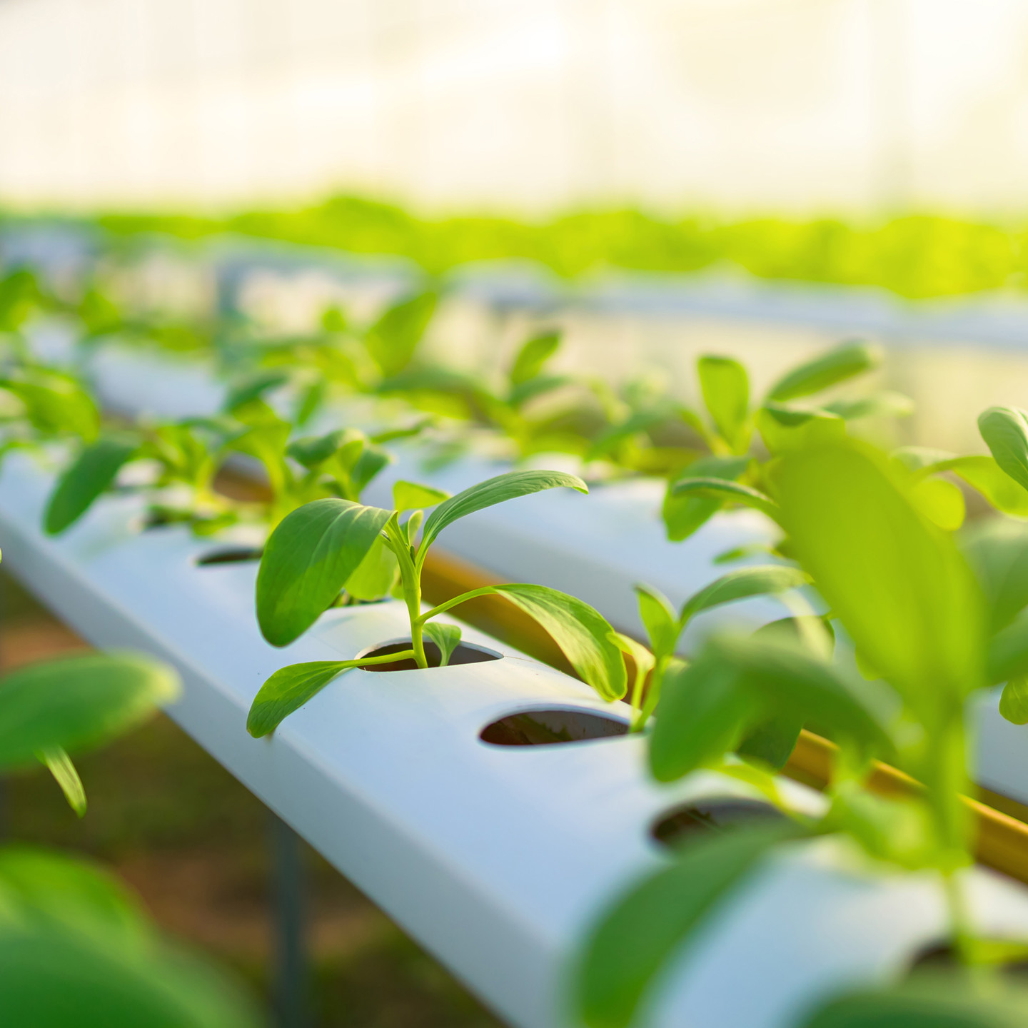 Image of plants growing within a plastic tube