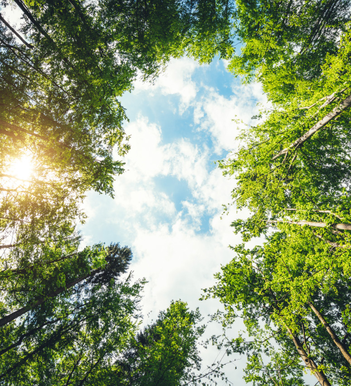 Environmental Technologies – upwards view of sky through trees