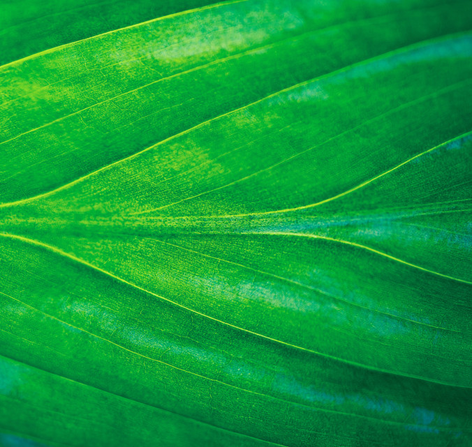 Close up image of a leaf